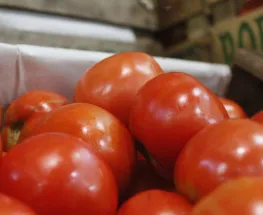 Malvivientes robaron de una finca más de $2 millones en tomate