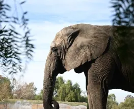 Tras siete años de preparación, la última elefanta del ex zoológico de Mendoza partió a un santuario en Brasil: la historia de Kenya