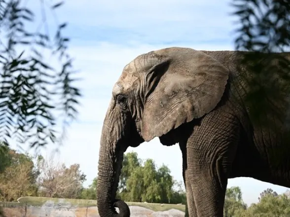 Tras siete años de preparación, la última elefanta del ex zoológico de Mendoza partió a un santuario en Brasil: la historia de Kenya