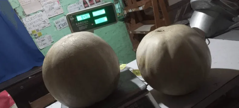 Melones colosales de casi 10 kilos la rompen en Sarmiento - Imagen