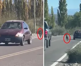Lo dejó en la ruta: el perro corrió detrás del auto y generó indignación