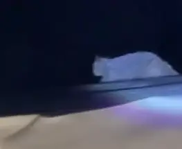 Un puma cruzó la ruta y frenó a trabajadores rumbo a Veladero