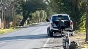 Formalizaron la denuncia penal contra el joven que abandonó a dos perros en Santa Lucía