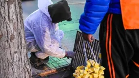 Conocé el cronograma de desratización y desinsectación en la Ciudad