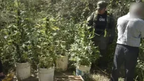 Gendarmería incauta cocaína y plantas de marihuana en operativos realizados en San Juan