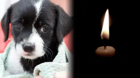 No darán perros ni gatos en Semana Santa por temor a maltrato animal