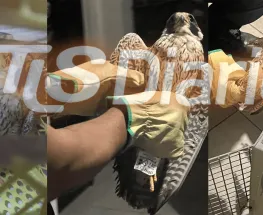 Apareció un halcón peregrino lastimado en una casa y activaron un operativo