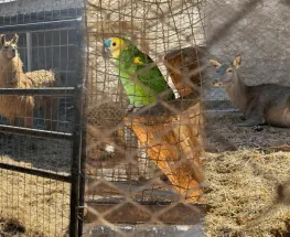Encontraron animales silvestres y exóticos en un criadero no habilitado de Pocito