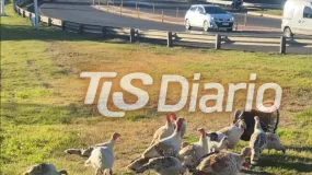 Pavos sueltos frenaron el paso en Circunvalación y buscan saber de dónde salieron