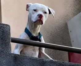 Salvan a un dogo abandonado en Córdoba y lo bautizan "Agosto" en homenaje a Agostina Vega
