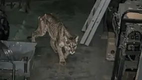 Un puma irrumpió en el predio del IGSV y terminó en una triste historia