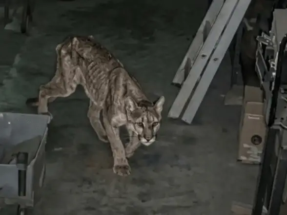 Un puma irrumpió en el predio del IGSV y terminó en una triste historia
