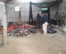 Allanamiento en Pocito: hallan un galpón con faena ilegal de caballos y secuestran armas y aves