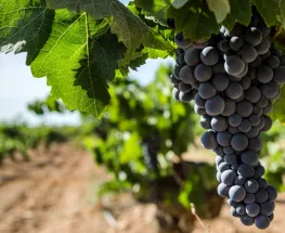 Definieron el cupo de 40.258 toneladas de mosto para vender a Estados Unidos