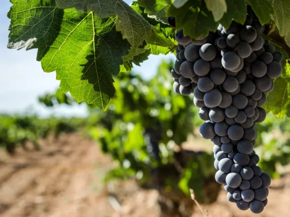 Definieron el cupo de 40.258 toneladas de mosto para vender a Estados Unidos
