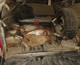 Cayeron tres hombres con guanacos faenados y un arma en Ullum