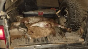 Cayeron tres hombres con guanacos faenados y un arma en Ullum