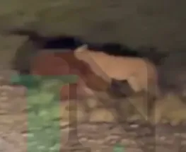 Un puma apareció al costado de la ruta en Valle Fértil y se llevó todas las miradas