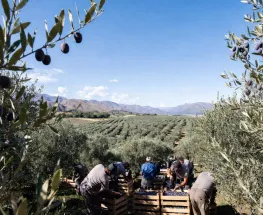 Pagaron las quincenas atrasadas y se calmaron los cosechadores de oliva en Ullum