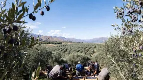 Pagaron las quincenas atrasadas y se calmaron los cosechadores de oliva en Ullum