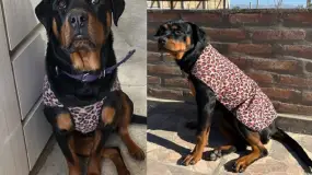 Una familia sanjuanina busca a Lola, la rottweiler cachorra que se perdió en plena zona de Calle 9 y Ruta 40