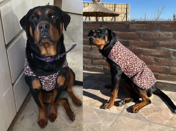 Una familia sanjuanina busca a Lola, la rottweiler cachorra que se perdió en plena zona de Calle 9 y Ruta 40