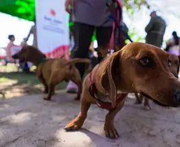 Este martes habrá vacunación y desparasitación gratis para perros y gatos en Caucete