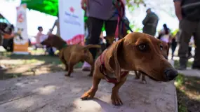 Este martes habrá vacunación y desparasitación gratis para perros y gatos en Caucete