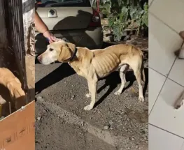 Mendoza dictó medidas contra una mujer por el calvario que vivió Tyson