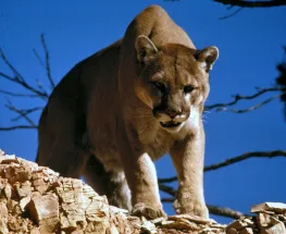 Rescataron a un puma en Rivadavia y su estado es delicado