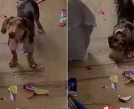 Estaban a un paso de cerrar el álbum del Mundial y su cachorra salchicha les arruinó todo