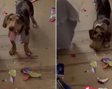 Estaban a un paso de cerrar el álbum del Mundial y su cachorra salchicha les arruinó todo