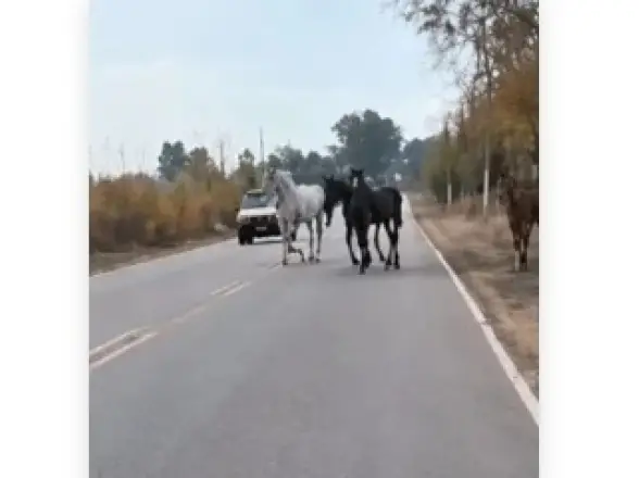 Otro video de caballos sueltos volvió a encender la preocupación en Sarmiento