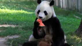 En Madrid, el zoo combate la ola de calor con helados para sus animales