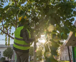 Rivadavia inicia su Operativo Integral de Arbolado 2024