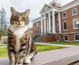 Un gato fue premiado con un doctorado honorario en una universidad de Estados Unidos