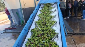 Argoliva 2026 empezó en San Juan con una recorrida técnica por fincas y almazaras
