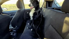 Recomendaciones para trasladar mascotas en vehículos de forma segura