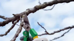 San Juan habilita la poda urbana y pide permiso antes de tocar un árbol