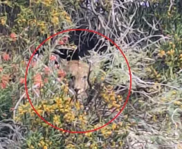 Tensión en Zonda: un puma apareció escondido en un predio y activó un operativo de urgencia