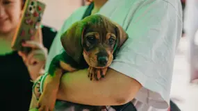 Rivadavia se prepara para un operativo gratuito de cuidado animal y ambiente
