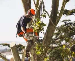 La Capital activa un operativo de poda y reclamos para toda la semana