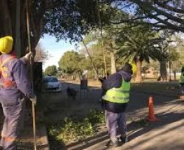San Juan Capital se pone las pilas con la poda: operativos para cuidar el verde y la luz