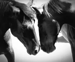 Preparan una gran peña a beneficio del rescate de caballos con reconocidos músicos locales