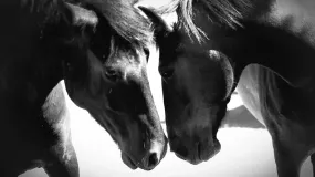 Preparan una gran peña a beneficio del rescate de caballos con reconocidos músicos locales