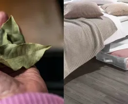 Por qué hay que poner 3 hojas de laurel abajo de la cama mientras dormís y cúando conviene hacerlo