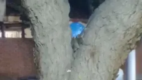 Vecinos denuncian ratas a la vista y olor insoportable en una calle de Rivadavia