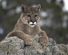 Cada vez más cerca: por qué aparecen pumas en zonas habitadas