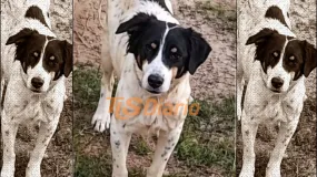 Crece la alarma en Capital por un perro que no aparece tras una denuncia