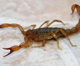 ¡Cuidado con los alacranes en San Juan! Las picaduras suben en verano y llaman a no bajar la guardia